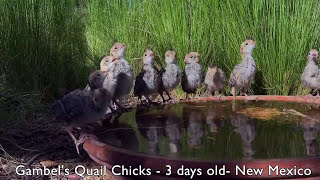 Gambel's Quail Chicks about 3 days old