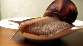 Ахатина   Как живется улиткам в неволе  How to live snails in captivity
