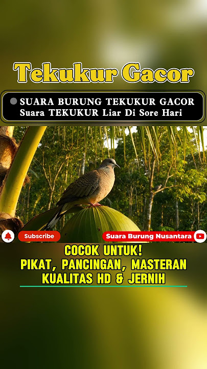 SUARA PIKAT TEKUKUR GACOR PALING DICARI! Audio HD Jernih 100% Terbukti Panggil Tekukur Liar.
