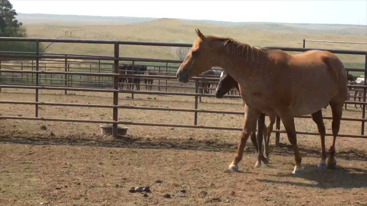 Lot 28 GRD Flitin Fire 2021