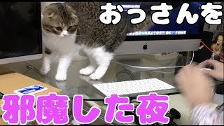 おっさんの編集を邪魔する猫