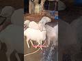 mashallah subhanallah #dumbafarming #fullgullabi #youtubeshorts #sheepfarming #topquality #viral