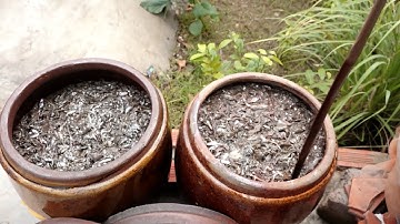 Mùa ủ mắm cá linh ở miền Tây | NTV News