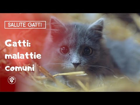 Video: Le 5 Malattie Più Comuni Dei Gattini