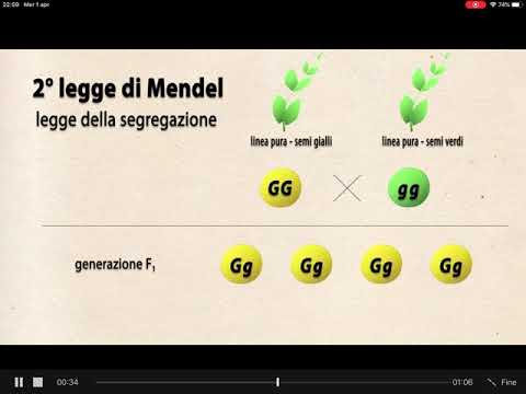 Video: Quali sono le 2 leggi di Mendel?