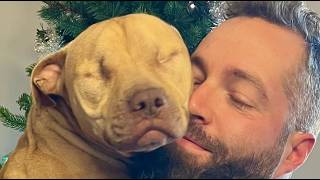 Fight dog that refused to hurt others