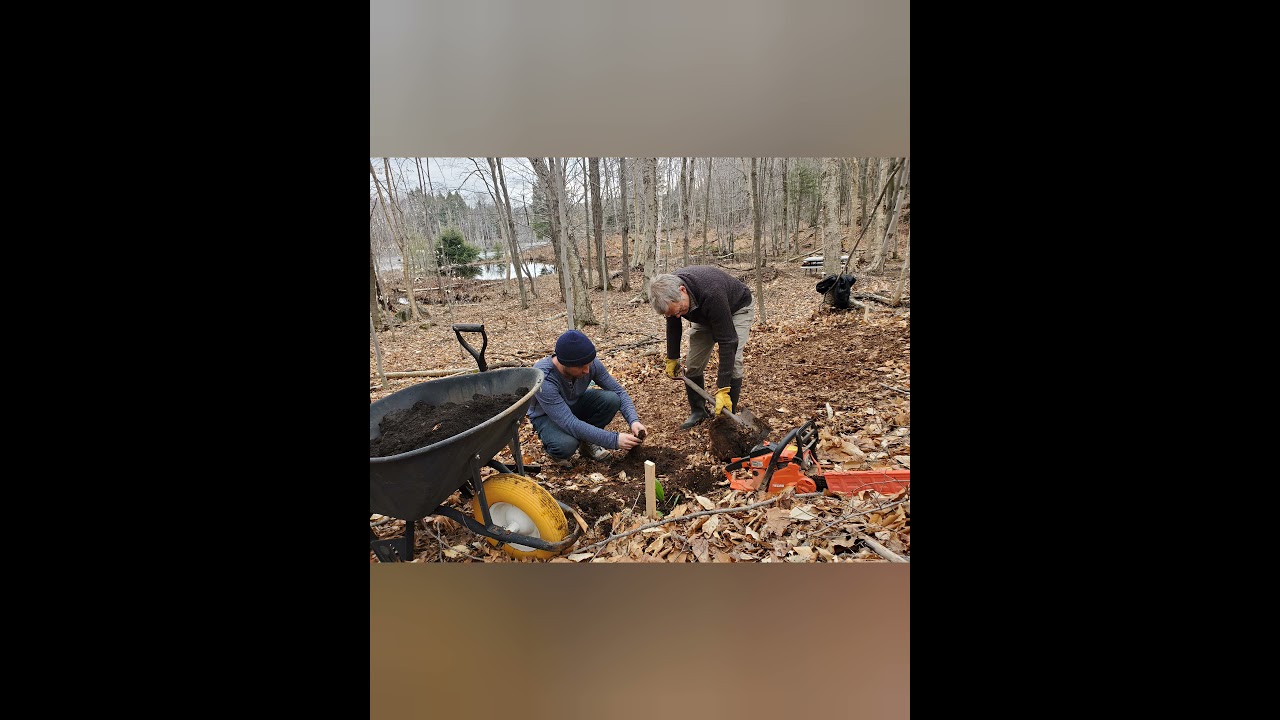 Ail des bois-Sauvetage 04-2021