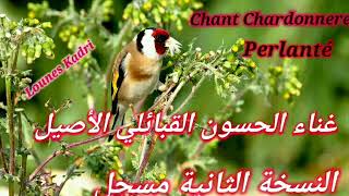 تغريد الحسون القبائلي الأصيل النسخة الثانية مسجل : meilleur chant chardonneret kabyle enregistrer