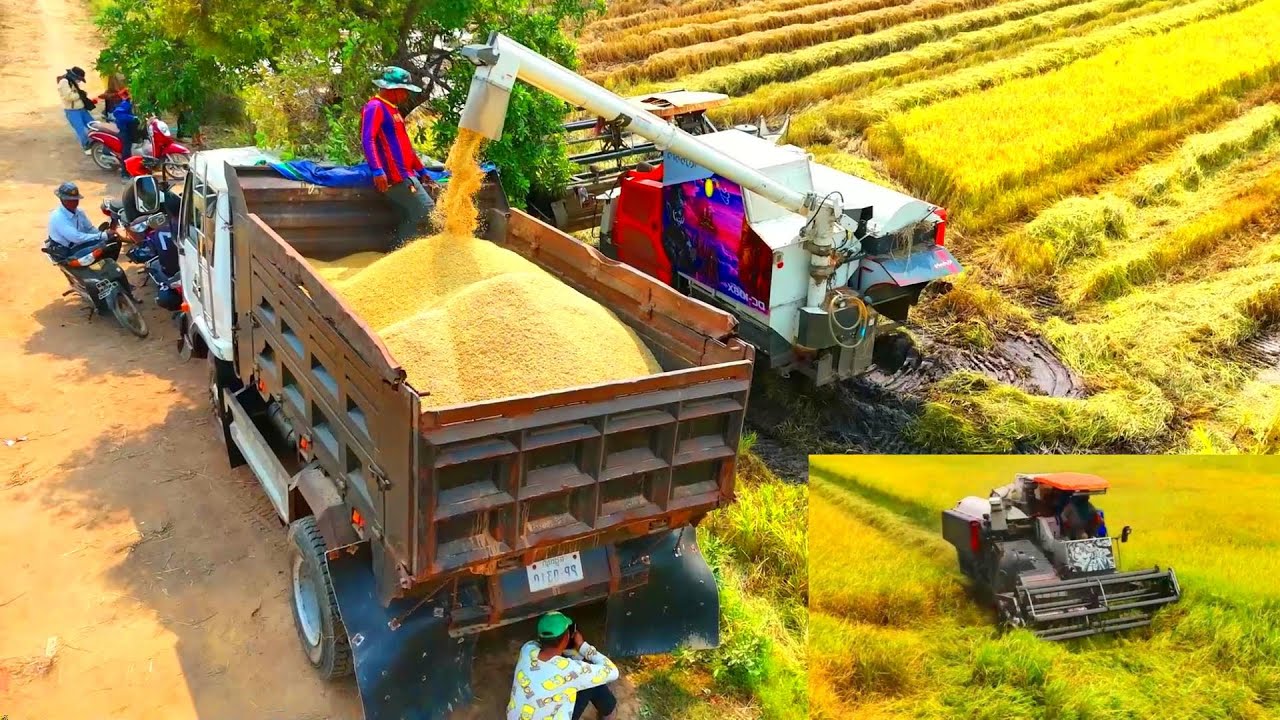 Wonderful Active Kubota Transfer Rice To Big Tractor After Have ...