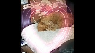 A Course In Miracles Study Group 5/10/22, ACIM text chapter 29, section 4, Dream Roles