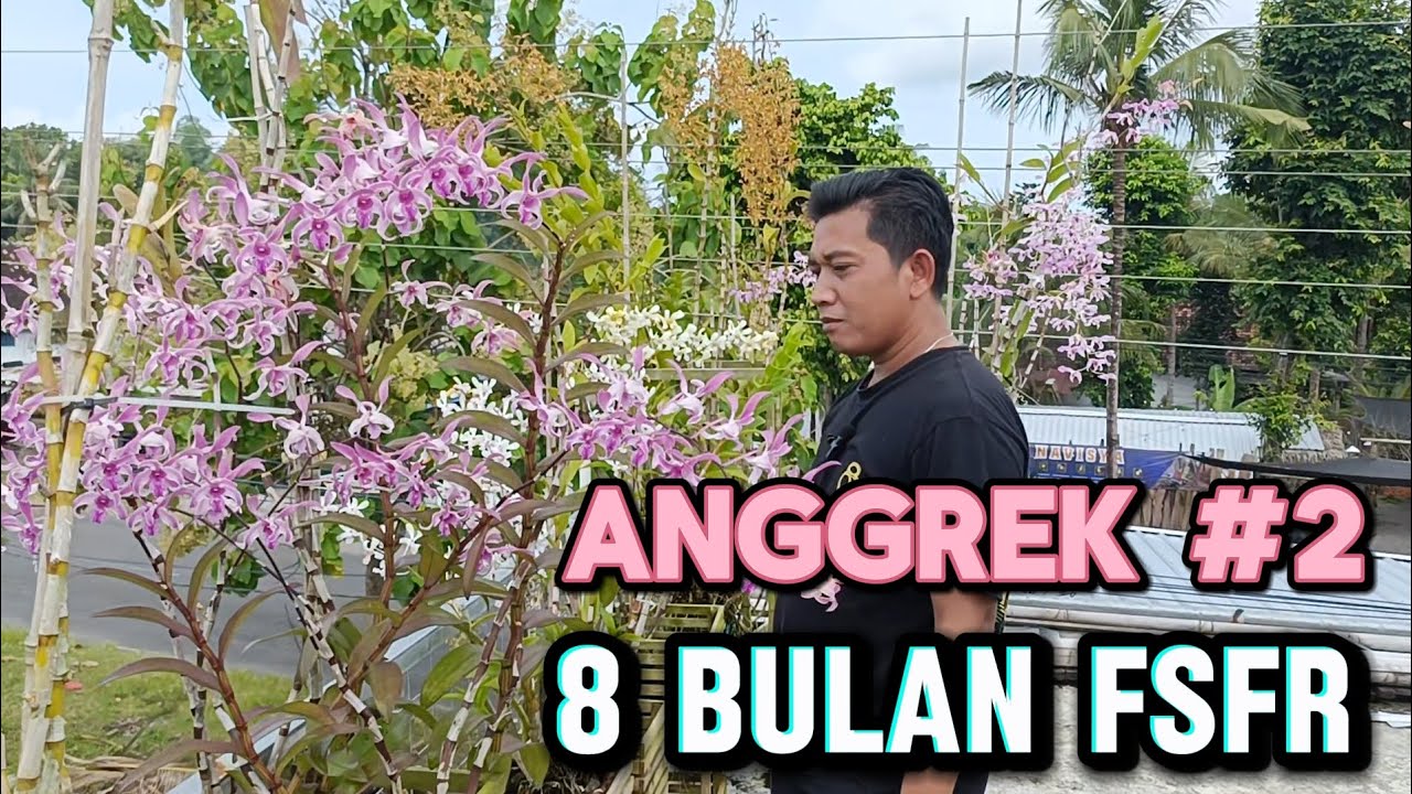 Как поживают орхидеи после 8 месяцев FSFR, часть 2? #fsfr #дендробиум #орхидеи #теплица