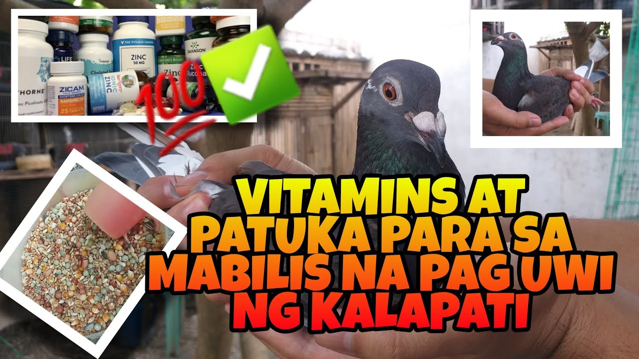 VITAMINS AT PATUKA NG KALAPATI PARA SA MABILIS NA PAG UWI AT MATATAG NA