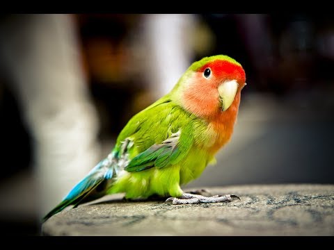 Vídeo: ¿El ácaro Rojo De Las Aves De Corral Dermanyssus Gallinae Debería Ser Una Preocupación Más Amplia Para La Ciencia Veterinaria Y Médica?