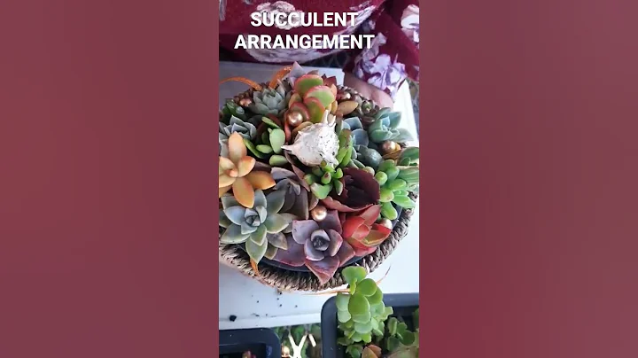 SUCCULENT ARRANGEMENT - DayDayNews