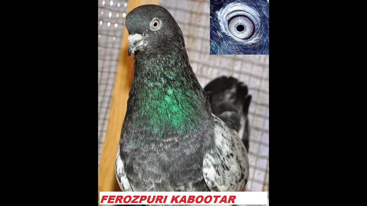 FEROZPURI KABOOTAR-PIOGENS-BANKAY - YouTube
