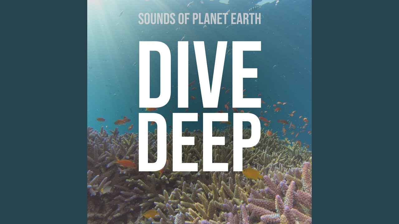 Calming Ocean Waves Sound with Coastal Animals