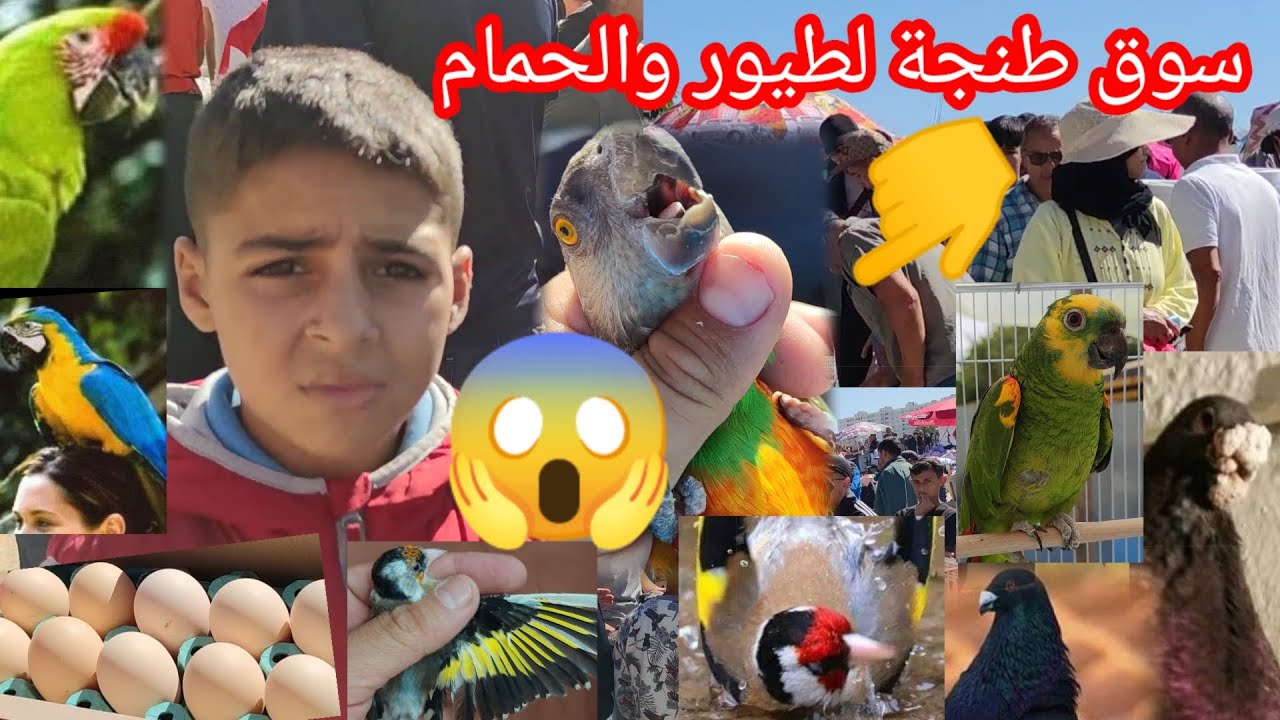 سوق _طيور@ 🦜# يرحب بكم♥️ من مدينة طنجة 🔥les #ave# de #Maroc tanger😱👇🦜