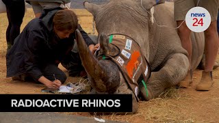 WATCH | Radioactive rhino: Nuclear technology may be horn in poachers' sides