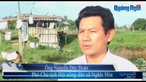 Nuôi cá đối với tôm dần thay đổi thế độc canh
