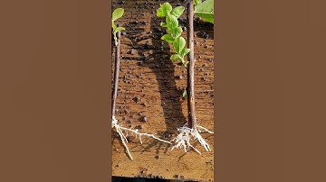 Rooted crepe myrtle cuttings