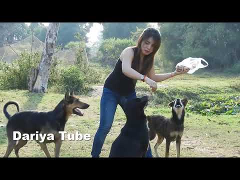 Dariya Training Her Czechoslovakian Vlcak Dogs Before Get Food