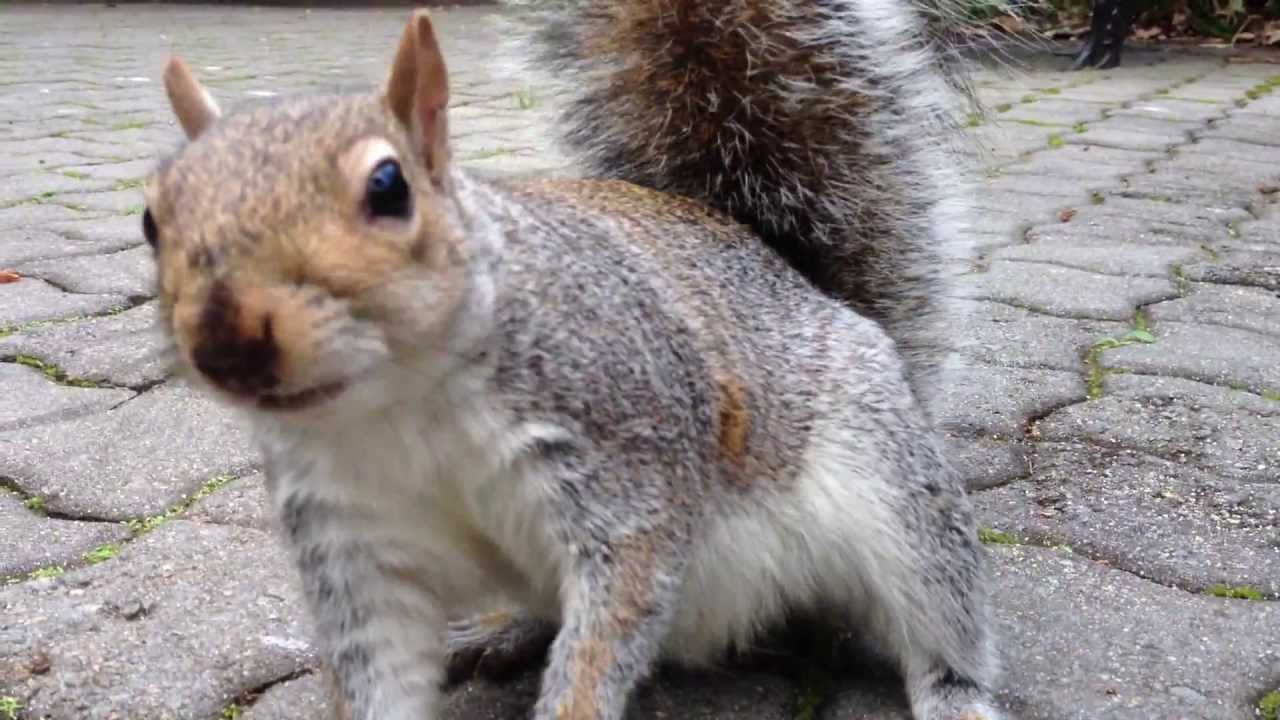 feeding squirrels up close youtube feeding squirrels up close youtube
