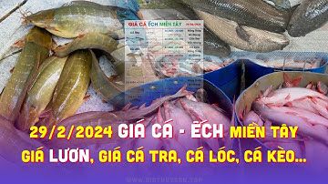 29/2/2024 ✅ Thị trường Cá Nước Ngọt #ĐBSCL ↗️ Giá Cá Tra, Cá Lóc, Điêu Hồng, Cá Kèo, Giá Ếch & Lươn!