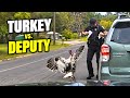 Deputy vs. Turkey: Hilarious Police Bodycam Encounters You Missed