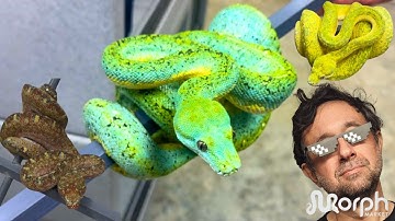 Buying The Right Designer Green Tree Python & MORE With Marcial Mendez
