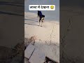 and Tak dekhna 😜 #dog #dogshorts