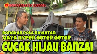 CUCAK HIJAU BANZAI HYPER GETER GETER// BONGKAR POLA RAWATANNYA