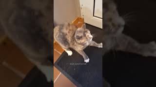 My Cats get scared #funny #cat #animals #pets #funnycats