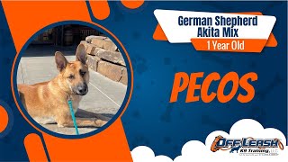 Pecos the German Shepherd Mix | Best German Shepherd Training | Off Leash K9 | Board &amp; Train | Tulsa