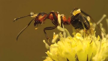 سورة النمل ١\٤ بصوت الشيخ توفيق الصائغ Surat Al Namel