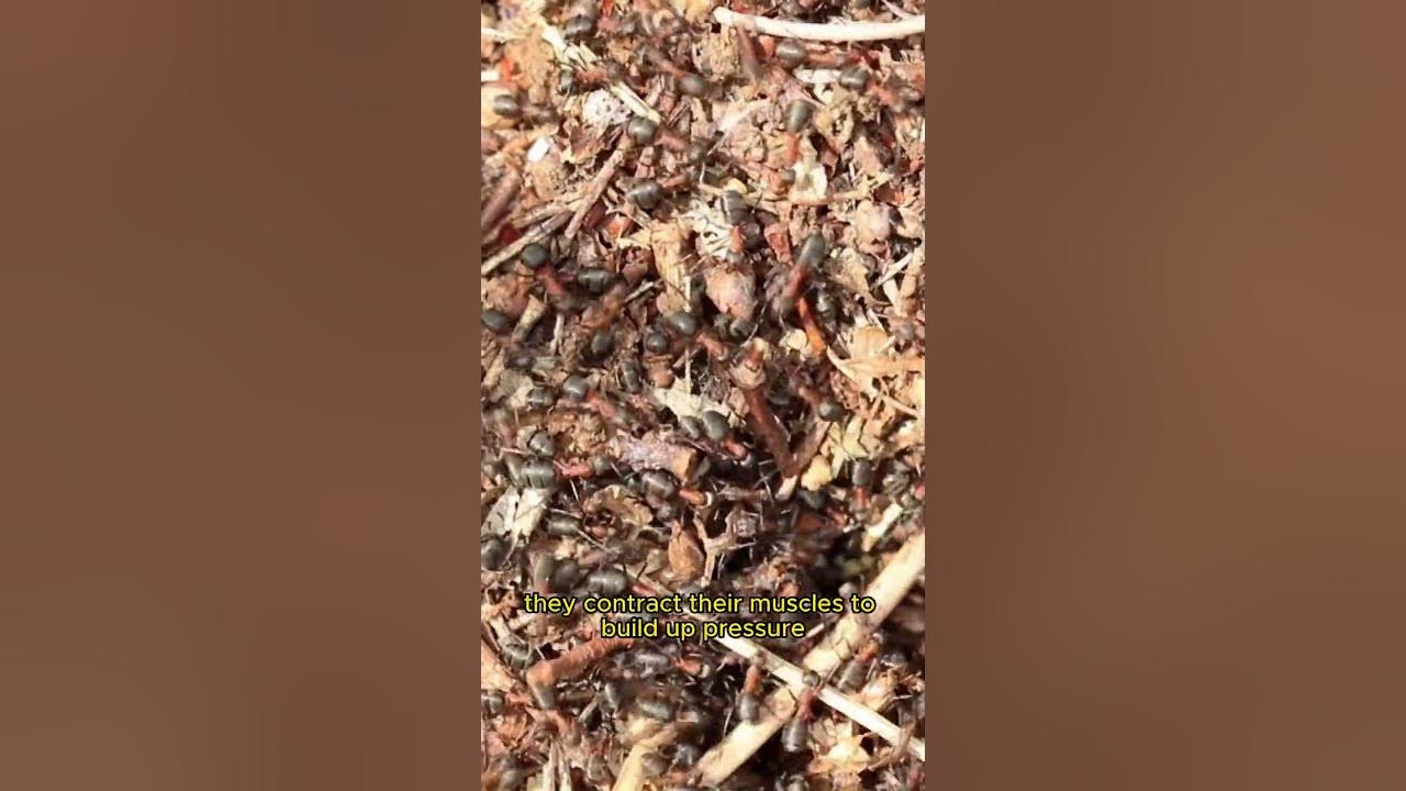 Exploding Ants Nature's Incredible Defense Mechanism YouTube