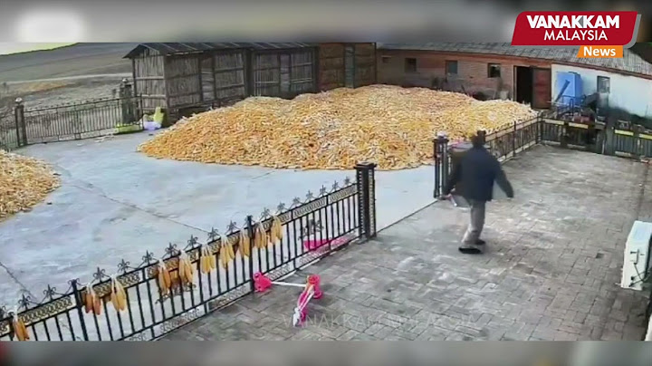 23/11/2024: Chinese farmer narrowly escapes as Siberian tiger crashes into gate