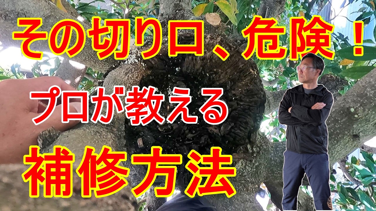 [ガーデニング]　切り口が腐った木は危ない！プロが教える今すぐできる補修術