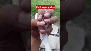 Putih kapas grade A #perkutut #burungperkutut #perkututputih