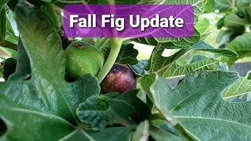 Our Fall "main crop" 3 year old FIG tree Update