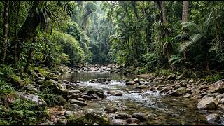 Pristine Forest Rocky River Flow Pure Water Sounds for Deep Sleep and Relaxation