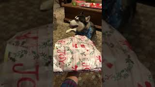 Puppies Open Christmas Gifts 🎁 🦴 by HUNGRY HUSKY PACK 2,450 views 3 years ago 2 minutes, 14 seconds