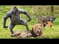 OMG! Lions Hunt Baby Gorilla, Herd Gorilla Panic Carry Baby On His Back Run Away – Hippo vs Wild Dog