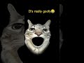 goofy cat #cat#effects