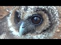 Mesmerising owl moments sl wild tv