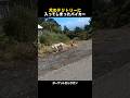 犬のテリトリーに迷い込んだバイカー🏍️