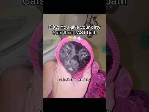 By their last bath I mean their last bath in that apartment 😂🐱🧼#pov #cats #catbath #shorts