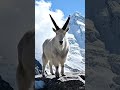Mountain Goat Defies Gravity 😳🐐 #shorts #shortvideo