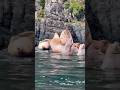 MASSIVE SEA LION BREACHES #wildlifeencounters #ocean #nature