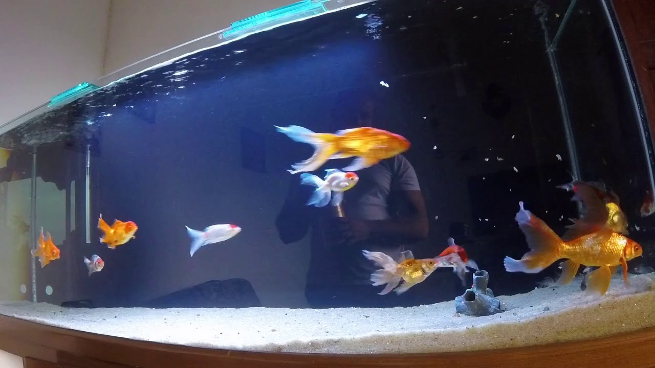 Como alimentar seus kinguios - Goldfish