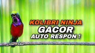 MASTERAN KOLIBRI NINJA GACOR FULL ISIAN MEWAH COCOK UNTUK MATERI SEGALA JENIS BURUNG LOMBA
